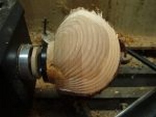  contrast with the heart and sap wood