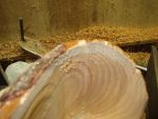   an accent is left for the edge