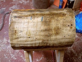 red maple for a flower pot 