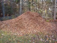 chainsaw tree down image