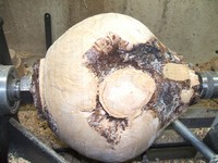 examining woodworking: burl variation