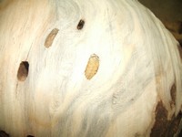 wodworking surprise, a grub along for the ride